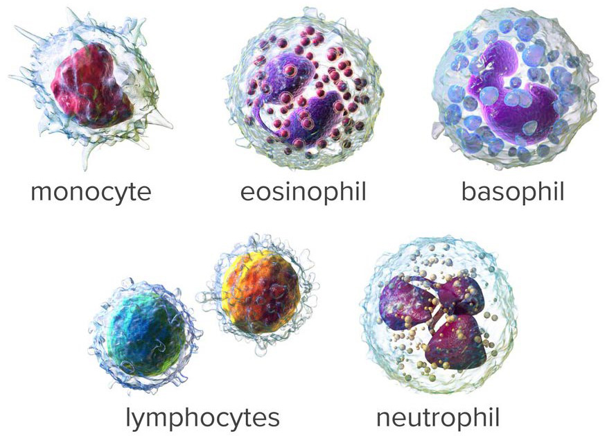 white-blood-cells-1