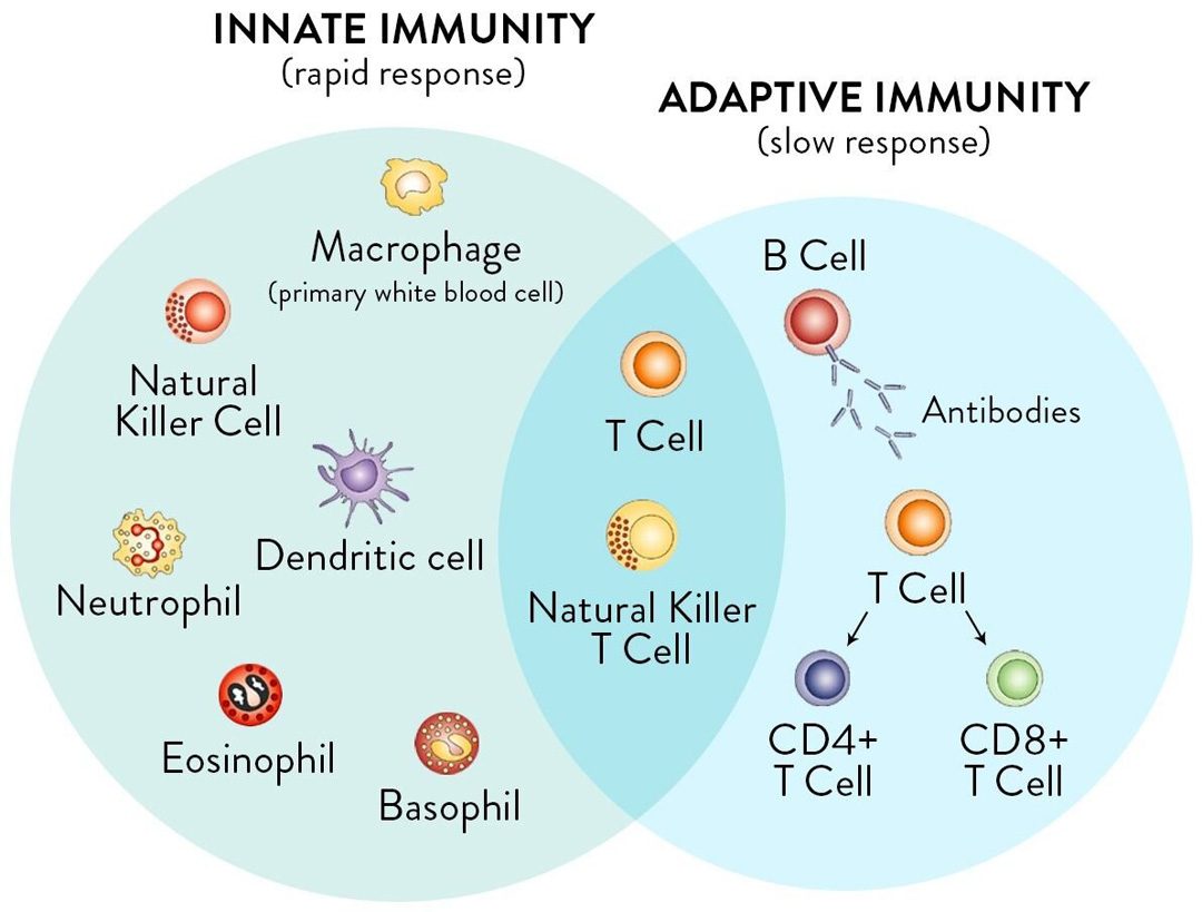 immunity-types