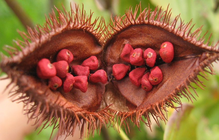 Annatto Extract