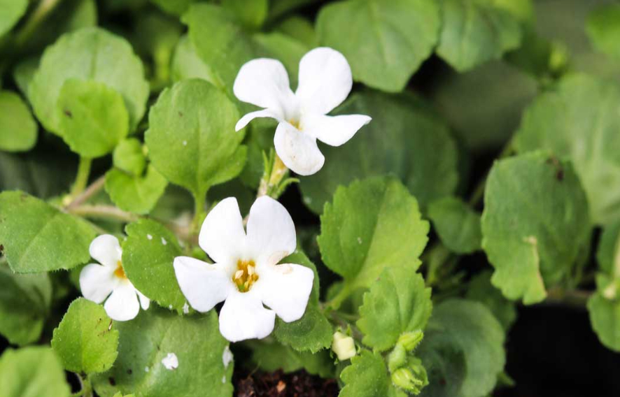 Bacopa Monnieri Extract