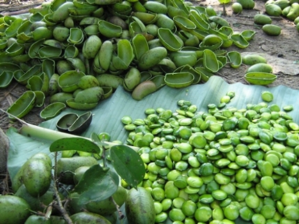 Griffonia Simplicifolia Extract