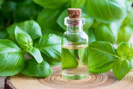 Ocimum Basilicum Tulsi Leaf Oil